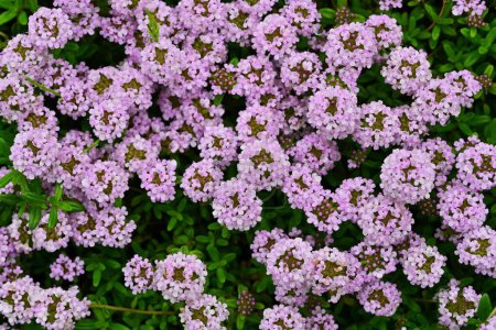 Photo for Thyme ( Thymus vulgaris ) flowers. Lamiaceae herb. Used as flavoring for cooking, herbal tea, food preservative, and ground cover. - Royalty Free Image