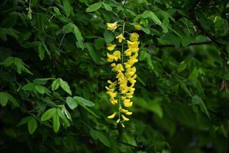 Common laburnum ( Laburnum anagyroides ) flowers. Fabaceae phanerog poisonous plant. Sweet-scented yellow butterfly-shaped flowers bloom in racemes in May.
