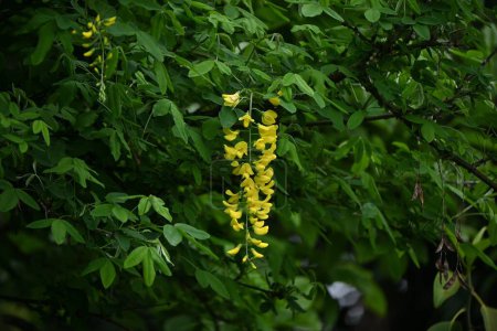 Common laburnum ( Laburnum anagyroides ) flowers. Fabaceae phanerog poisonous plant. Sweet-scented yellow butterfly-shaped flowers bloom in racemes in May.