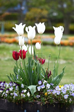 Photo for Tulip flowers in full bloom. The sight of them enduring the cold winter underground and blooming on the ground in spring brightens the hearts of those who see them. - Royalty Free Image