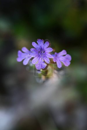 Flores de Ajuga. Lamiaceae perennial plants. Produce numerosas flores azuladas-púrpuras en forma de labio en primavera sobre tallos rastreros.