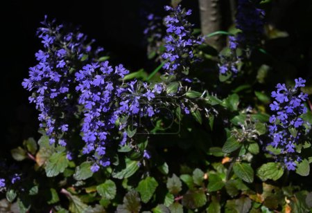 Ajuga flowers. Lamiaceae perennial plants. Produces numerous lip-shaped bluish-purple flowers in spring on creeping stems.