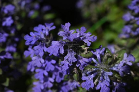 Photo for Ajuga flowers. Lamiaceae perennial plants. Produces numerous lip-shaped bluish-purple flowers in spring on creeping stems. - Royalty Free Image