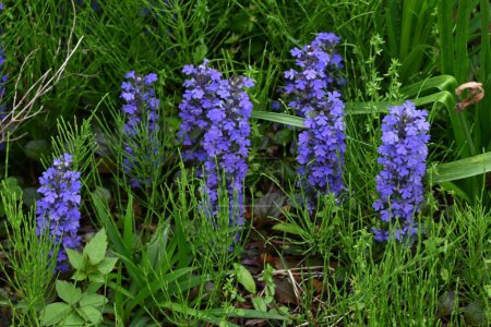 Ajuga flowers. Lamiaceae perennial plants. Produces numerous lip-shaped bluish-purple flowers in spring on creeping stems.