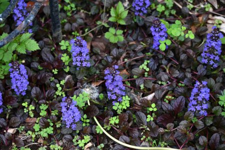 Photo for Ajuga flowers. Lamiaceae perennial plants. Produces numerous lip-shaped bluish-purple flowers in spring on creeping stems. - Royalty Free Image