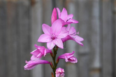 Watsonia blüht. Iridaceae ist eine mehrjährige Pflanze aus Südafrika. Rosafarbene oder weiße Röhrenblüten blühen in Ähren von April bis Mai.