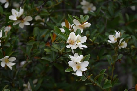 Michelia yunnanensis blüht. Magnoliengewächse immergrüner Baum. Viele duftende weiße Blüten blühen von April bis Mai.