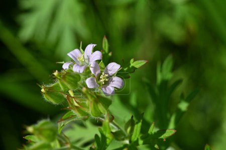 Flores de geranio carolinianum. A Geraniaceae weed native to North America. Produce flores púrpuras pálidas de mayo a junio.
