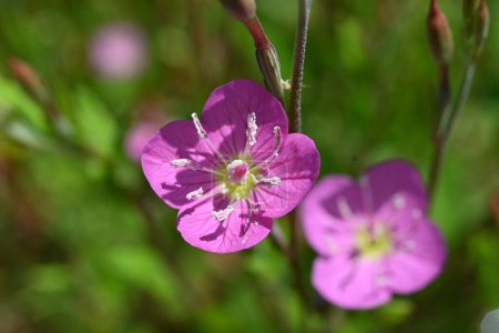 Die Nachtkerze (Oenothera rosea) blüht. Onagraceae mehrjährige Pflanzen. Vierblättrige rosa Blüten blühen von Mai bis September.