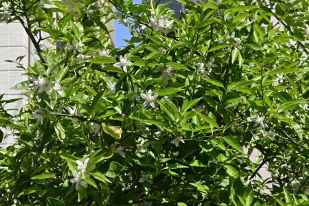 Photo for Yuzu (Citrus junos) blossoms.Five-petaled fragrant white flowers bloom in early summer. The peel is used to flavor Japanese dishes. - Royalty Free Image