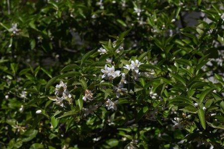Yuzu (Citrus junos) blüht. Fünfblättrige duftende weiße Blüten blühen im Frühsommer. Die Schale wird zum Würzen japanischer Gerichte verwendet.