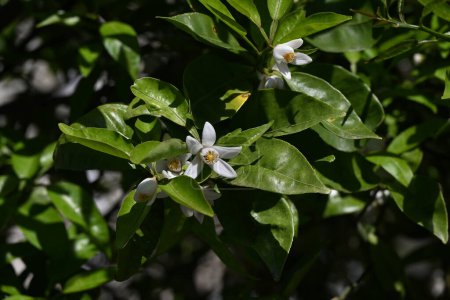 Yuzu (Citrus junos) blüht. Fünfblättrige duftende weiße Blüten blühen im Frühsommer. Die Schale wird zum Würzen japanischer Gerichte verwendet.