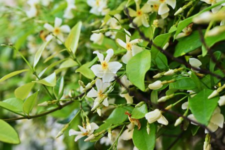 Trachelospermum asiaticum (Asisn jazmín) flores. Apocynaceae arbusto de vid siempreverde. Produce flores blancas fragantes en forma de hélice a principios de verano.