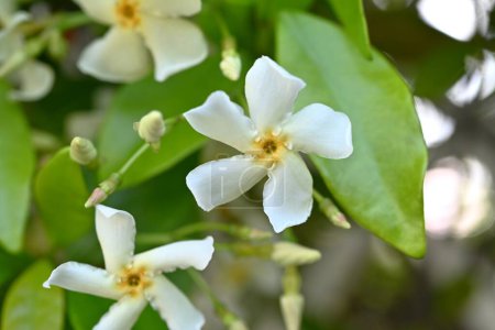 Trachelospermum asiaticum ( Asisn jasmine ) flowers. Apocynaceae evergreen vine shrub. Produces propeller-shaped fragrant white flowers in early summer.