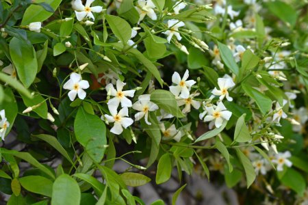 Trachelospermum asiaticum ( Asisn jasmine ) flowers. Apocynaceae evergreen vine shrub. Produces propeller-shaped fragrant white flowers in early summer.