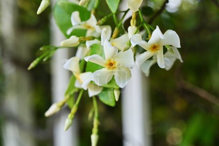 Trachelospermum asiaticum (Asisn-Jasmin) blüht. Apocynaceae immergrüner Rebstrauch. Produziert propellerförmige duftende weiße Blüten im Frühsommer.