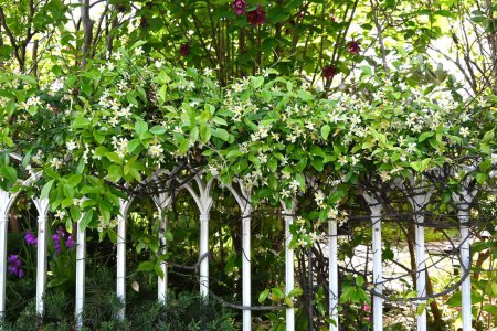Trachelospermum asiaticum (Asisn jazmín) flores. Apocynaceae arbusto de vid siempreverde. Produce flores blancas fragantes en forma de hélice a principios de verano.