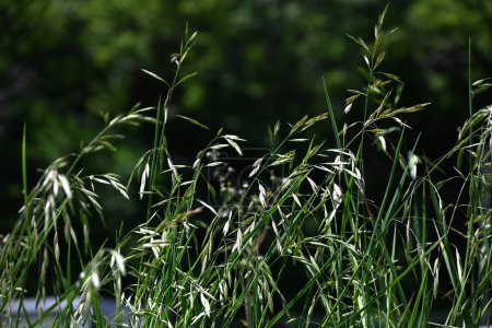 Rettung Gras (Bromus catharticus) Stachel. Poaceae mehrjährige Unkraut. Blütezeit ist von Mai bis August, und Rispen werden von der Spitze des Stiels produziert.