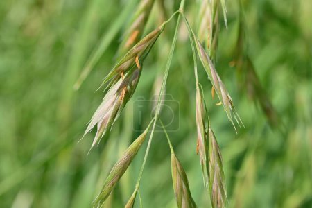 Épillet d'herbe de sauvetage (Bromus catharticus). Poaceae mauvaise herbe vivace. La saison de floraison est de mai à août, et les panicules sont produites à partir de l'extrémité de la tige.