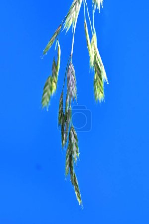 Espiguilla de hierba de rescate (Bromus catharticus). Hierba perenne de Poaceae. La temporada de floración es de mayo a agosto, y las panículas se producen desde la punta del tallo.