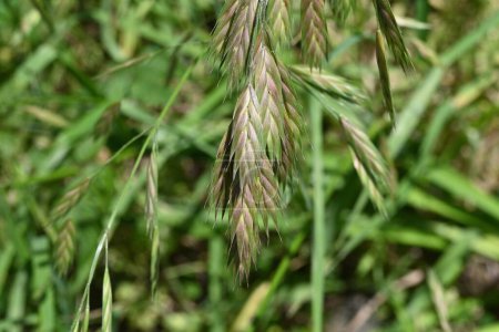 Rescue grass ( Bromus catharticus ) spikelet. Poaceae perennial weed. Flowering season is from May to August, and panicles are produced from the tip of the stem.