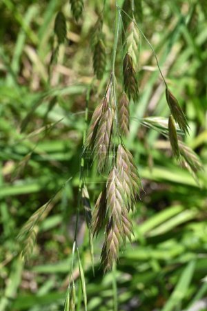 Rescue grass ( Bromus catharticus ) spikelet. Poaceae perennial weed. Flowering season is from May to August, and panicles are produced from the tip of the stem.
