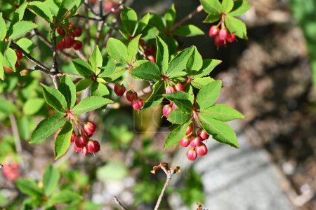 Enkianthus cernuus fleurs. Arbuste à feuilles caduques des Ericaceae endémiques du Japon, son nom japonais est "Beni-Dodan". La période de floraison est de mai à juin.