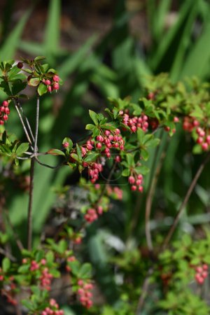 Enkianthus cernuus fleurs. Arbuste à feuilles caduques des Ericaceae endémiques du Japon, son nom japonais est "Beni-Dodan". La période de floraison est de mai à juin.