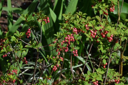 Enkianthus cernuus blüht. Ein Laubstrauch der in Japan endemisch vorkommenden Ericaceae, dessen japanischer Name "Beni-Dodan" lautet. Die Blütezeit ist von Mai bis Juni.