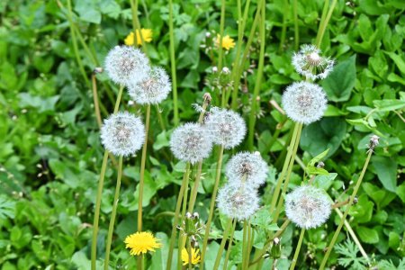 Dandelion fluff. Asteraceae perennial plants. Blooms yellow flowers in spring, then attaches spherical white fluff that scatters on the wind.