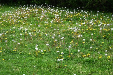 Löwenzahnflaum. Asteraceae mehrjährige Pflanzen. Blüht gelbe Blüten im Frühling, dann heftet kugelförmige weiße Flaum, die auf den Wind streut.