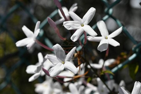 Pink jasmine (Jasminum polyanthum) flowers. Oleaceae evergreen vine shrub. It blooms white flowers from April to May and is fragrant, so it is called the king of fragrance.