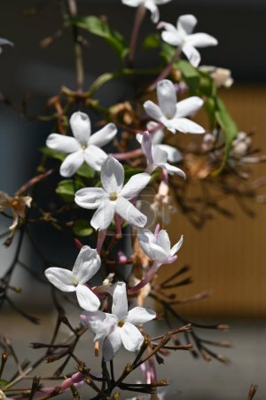 Pink jasmine (Jasminum polyanthum) flowers. Oleaceae evergreen vine shrub. It blooms white flowers from April to May and is fragrant, so it is called the king of fragrance.