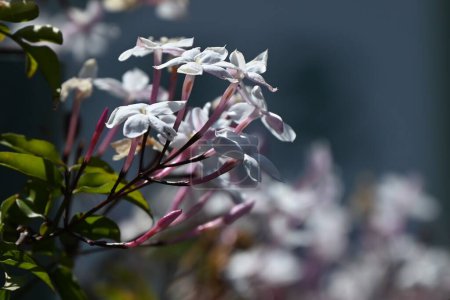 Rosafarbener Jasmin (Jasminum polyanthum) blüht. Oleaceae immergrüner Weinstrauch. Es blüht weiße Blüten von April bis Mai und duftet, so dass es der König des Duftes genannt wird.