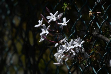 Rosafarbener Jasmin (Jasminum polyanthum) blüht. Oleaceae immergrüner Weinstrauch. Es blüht weiße Blüten von April bis Mai und duftet, so dass es der König des Duftes genannt wird.