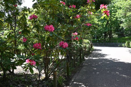 Rhododendron flowers. Ericaceae evergreen shrub. Blooms pink, white, or red flowers in early summer. The leaves are poisonous.