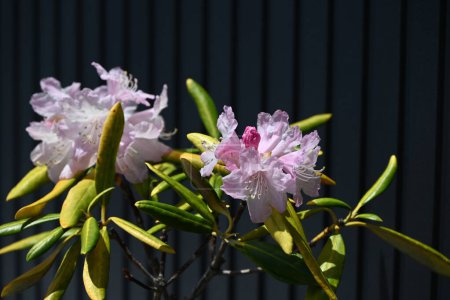 Rhododendron flowers. Ericaceae evergreen shrub. Blooms pink, white, or red flowers in early summer. The leaves are poisonous.