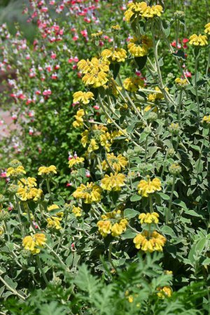 Jerusalem sage (Phlomis fruticosa) flowers. Lamiaceae evergreen shrub herb. Leaves and stems are covered with white hairs and yellow flowers bloom from May to August.