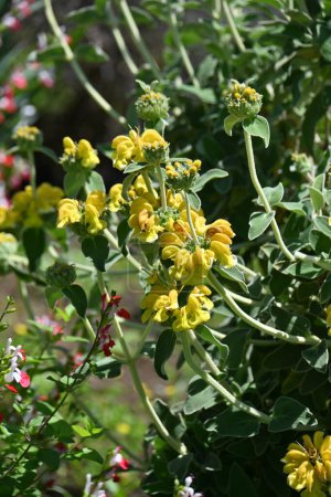Salbei (Phlomis fruticosa) blüht. Lamiaceae immergrünes Strauchkraut. Blätter und Stängel sind mit weißen Haaren bedeckt und von Mai bis August blühen gelbe Blüten..