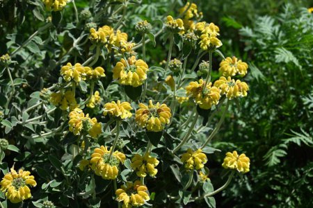 Jerusalem sage (Phlomis fruticosa) flowers. Lamiaceae evergreen shrub herb. Leaves and stems are covered with white hairs and yellow flowers bloom from May to August.