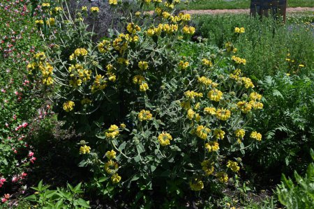 Sage de Jérusalem (Phlomis fruticosa) fleurs. Lamiaceae plante arbustive à feuilles persistantes. Feuilles et tiges recouvertes de poils blancs et fleurs jaunes fleurissent de mai à août.