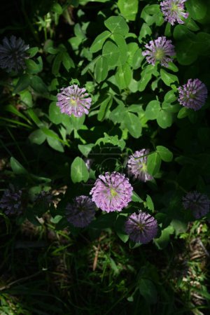 Trèfle rouge (Trifolium pratense) fleurs. Fabaceae plantes herbacées vivaces. Les fleurs globulaires rouge-violet fleurissent de mai à août. Utilisé pour l'alimentation animale et le fumier vert.