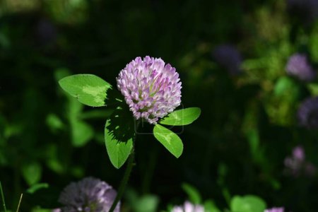 Red clover ( Trifolium pratense ) flowers. Fabaceae perennial herb plants. Globular red-purple flowers bloom from May to August. Used for feed and green manure.