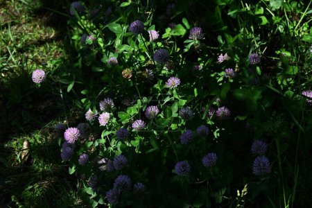 Flores de trébol rojo (Trifolium pratense). Fabaceae plantas de hierbas perennes. Las flores globulares de color rojo-púrpura florecen de mayo a agosto. Utilizado para piensos y estiércol verde.