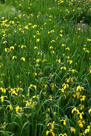 Gelbe Irisblüten. Iridaceae mehrjährige Pflanzen. Lebt in Wassernähe und blüht von Mai bis Juni in gelben Blüten.
