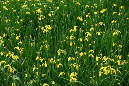 Gelbe Irisblüten. Iridaceae mehrjährige Pflanzen. Lebt in Wassernähe und blüht von Mai bis Juni in gelben Blüten.