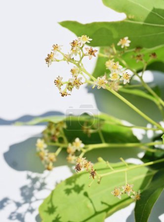 Kampferbaum (Cinnamonum camphora) blüht. Lauraceae immergrüner Baum. Sie bildet im Frühsommer Rispen und bringt kleine blassgelbe Blüten hervor..