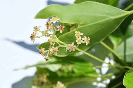 Photo for Camphor tree ( Cinnamonum camphora ) flowers. Lauraceae evergreen tree. It produces panicles in early summer and produces small pale yellow flowers. - Royalty Free Image