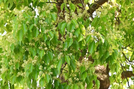 Camphor tree ( Cinnamonum camphora ) flowers. Lauraceae evergreen tree. It produces panicles in early summer and produces small pale yellow flowers.