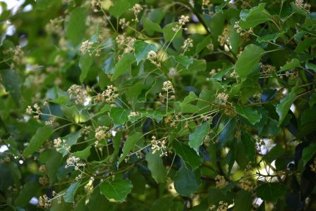 Fleurs de camphrier (Cinnamonum camphora). Lauracées arbre sempervirent. Il produit des panicules au début de l'été et produit de petites fleurs jaune pâle.